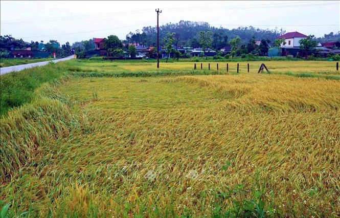 Hà Tĩnh: Khắc phục tình trạng lúa chín đổ rạp do dông lốc, mưa đá Hà Tĩnh: Khắc phục tình trạng lúa chín đổ rạp do dông lốc, mưa đá