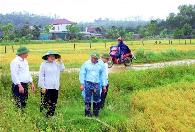 Hà Tĩnh: Khắc phục tình trạng lúa chín đổ rạp do dông lốc, mưa đá Hà Tĩnh: Khắc phục tình trạng lúa chín đổ rạp do dông lốc, mưa đá