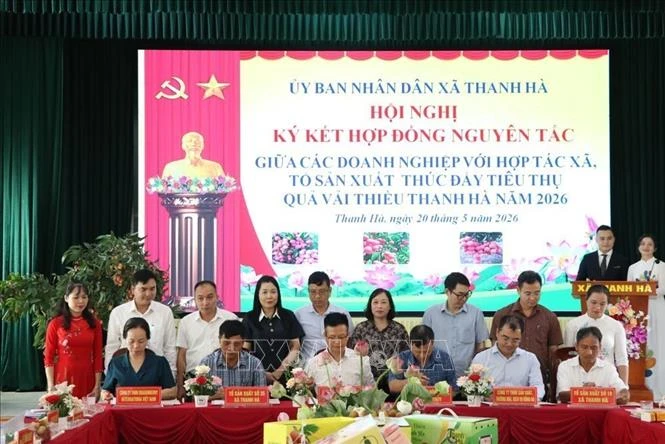 Hải Phòng xúc tiến thương mại tiêu thụ vải thiều năm 2026 Hải Phòng xúc tiến thương mại tiêu thụ vải thiều năm 2026
