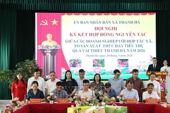 Hải Phòng xúc tiến thương mại tiêu thụ vải thiều năm 2026