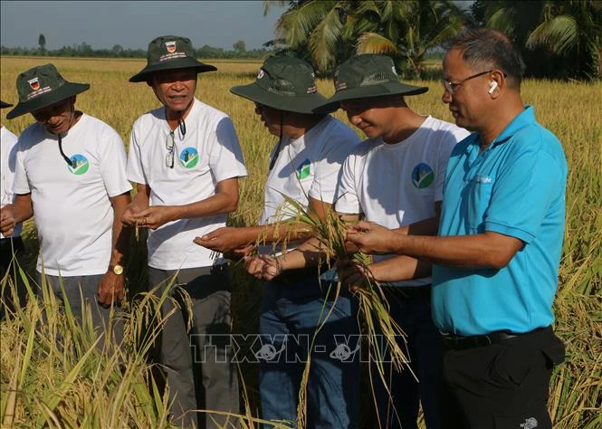 Hai trụ cột để Cần Thơ đạt 170 nghìn ha lúa phát thải thấp - Bài 2: Chìa khóa để nhân rộng Hai trụ cột để Cần Thơ đạt 170 nghìn ha lúa phát thải thấp - Bài 2: Chìa khóa để nhân rộng