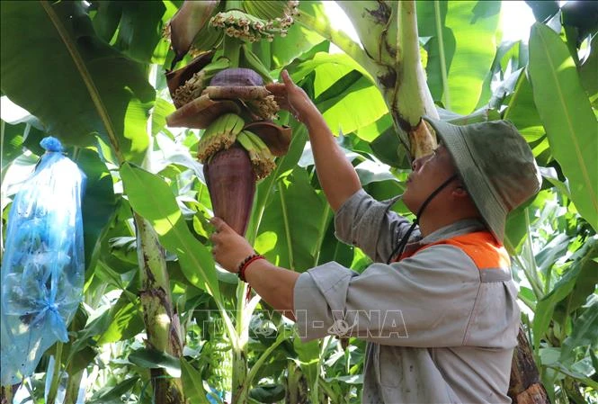 Hàn Quốc: Chuỗi cửa hàng GS25 chọn trang trại chuối tại Việt Nam làm nguồn cung