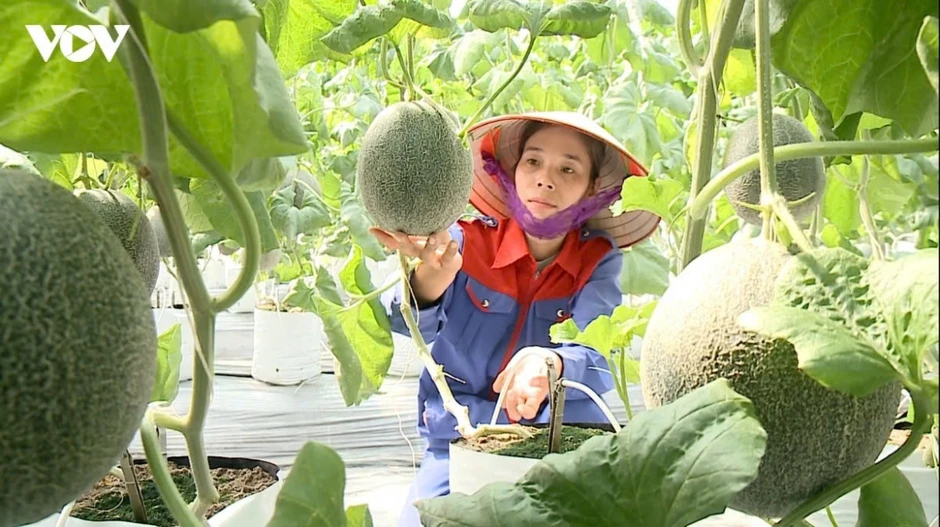 Hàng loạt ưu đãi cho dự án trong khu nông nghiệp ứng dụng công nghệ cao Hàng loạt ưu đãi cho dự án trong khu nông nghiệp ứng dụng công nghệ cao