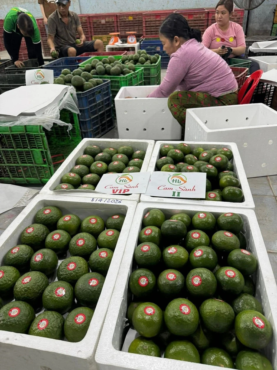Hành trình từ trái xoài keo đến quả cam sành: A&D Hoàng Long nâng tầm giá trị trái cây Việt Hành trình từ trái xoài keo đến quả cam sành: A&D Hoàng Long nâng tầm giá trị trái cây Việt
