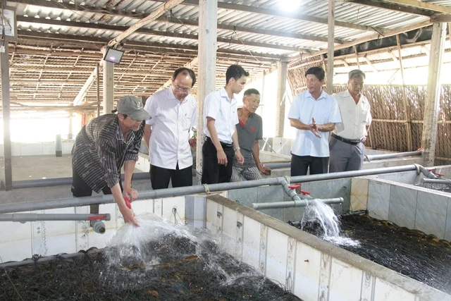 Hình ảnh hàng chục ngàn con lươn quá lứa, chưa được tiêu thụ ở Cần Thơ Hình ảnh hàng chục ngàn con lươn quá lứa, chưa được tiêu thụ ở Cần Thơ