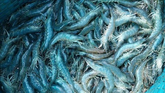 Hoa Kỳ kết luận sơ bộ chống bán phá giá tôm Việt Nam Hoa Kỳ kết luận sơ bộ chống bán phá giá tôm Việt Nam