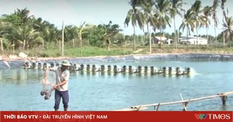 Hoa Kỳ tài trợ phát triển chuỗi cá rô phi Việt Nam