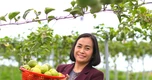 Hồi sinh vùng đất đỏ bằng giống chanh leo sạch ngọt thơm