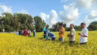 Hợp tác nghiên cứu chuỗi giá trị lúa gạo cao cấp thích ứng biến đổi khí hậu ở Đồng bằng sông Cửu Long