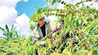 Hợp tác xã trong chuỗi nông sản xuất khẩu