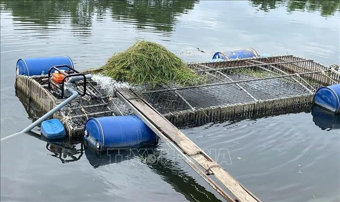 Huế: Cá nuôi lồng trên sông Bồ tiếp tục chết hàng loạt