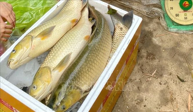Huế: Cá nuôi lồng trên sông Bồ tiếp tục chết hàng loạt