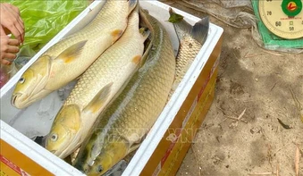 Huế: Cá nuôi lồng trên sông Bồ tiếp tục chết hàng loạt