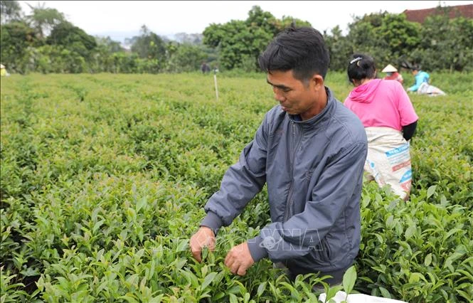 Hướng đến hình thành hệ sinh thái số ngành chè Hướng đến hình thành hệ sinh thái số ngành chè