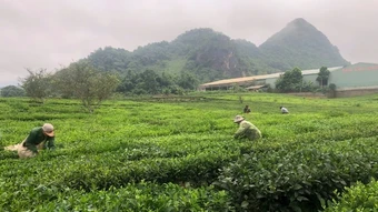 Hướng đến nông dân chuyên nghiệp