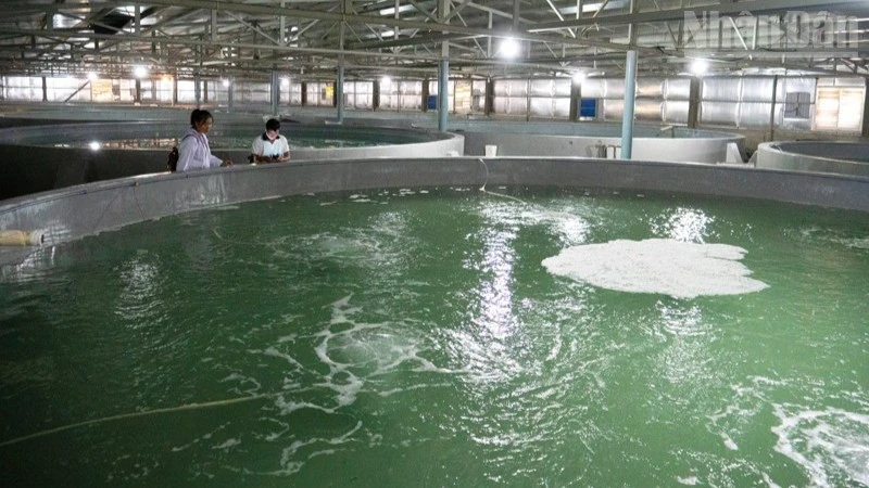 Hướng đi bền vững cho sản xuất tôm giống Khánh Hòa Hướng đi bền vững cho sản xuất tôm giống Khánh Hòa