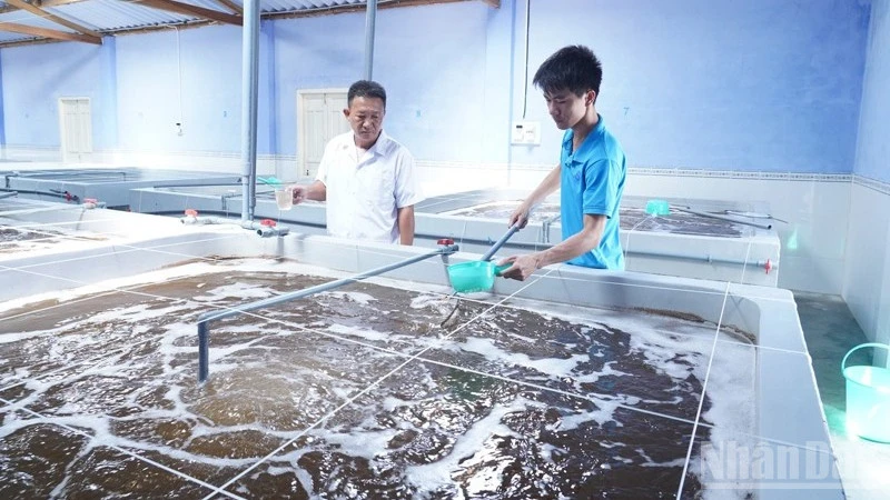 Hướng đi bền vững cho sản xuất tôm giống Khánh Hòa Hướng đi bền vững cho sản xuất tôm giống Khánh Hòa