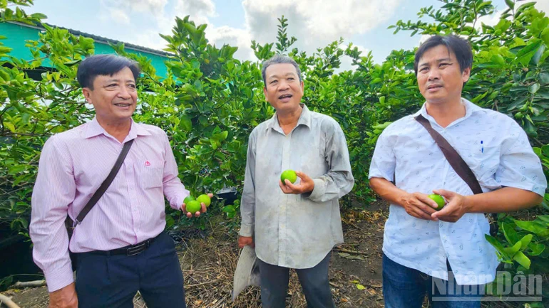 Hướng đi bền vững từ trồng chanh không hạt theo hướng hữu cơ Hướng đi bền vững từ trồng chanh không hạt theo hướng hữu cơ