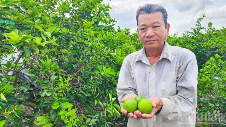Hướng đi bền vững từ trồng chanh không hạt theo hướng hữu cơ Hướng đi bền vững từ trồng chanh không hạt theo hướng hữu cơ