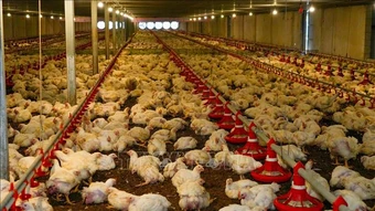 Hướng tới quản trị ngành chăn nuôi và thú y dựa trên dữ liệu