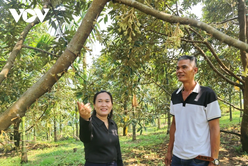 Kết nghĩa đồng bằng - miền núi: Cách Đà Nẵng kéo các vùng lại gần nhau Kết nghĩa đồng bằng - miền núi: Cách Đà Nẵng kéo các vùng lại gần nhau
