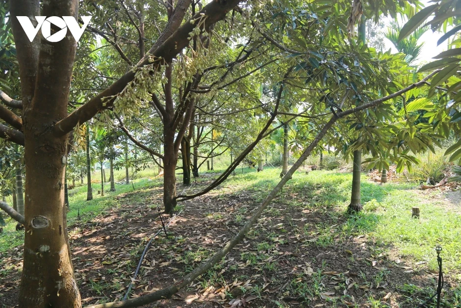 Kết nghĩa đồng bằng - miền núi: Cách Đà Nẵng kéo các vùng lại gần nhau Kết nghĩa đồng bằng - miền núi: Cách Đà Nẵng kéo các vùng lại gần nhau