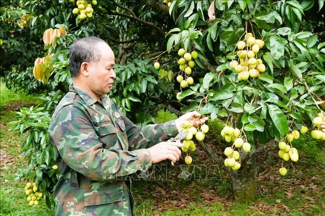 Kết nối 36 vườn vải đẹp ở Bắc Ninh phục vụ khách tham quan, trải nghiệm Kết nối 36 vườn vải đẹp ở Bắc Ninh phục vụ khách tham quan, trải nghiệm