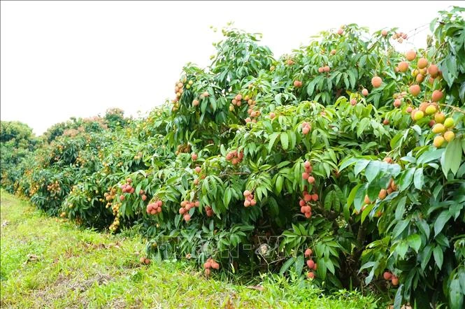 Kết nối 36 vườn vải đẹp ở Bắc Ninh phục vụ khách tham quan, trải nghiệm Kết nối 36 vườn vải đẹp ở Bắc Ninh phục vụ khách tham quan, trải nghiệm