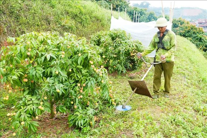 Kết nối 36 vườn vải đẹp ở Bắc Ninh phục vụ khách tham quan, trải nghiệm Kết nối 36 vườn vải đẹp ở Bắc Ninh phục vụ khách tham quan, trải nghiệm