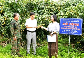 Kết nối 36 vườn vải đẹp ở Bắc Ninh phục vụ khách tham quan, trải nghiệm