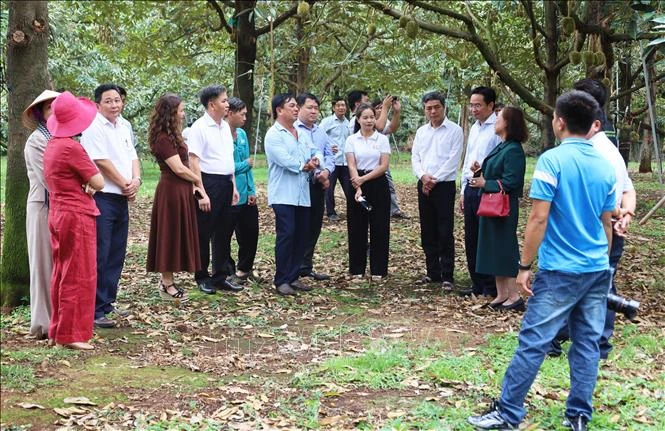 Kết nối doanh nghiệp - mở lối phát triển bền vững cho sầu riêng Kết nối doanh nghiệp - mở lối phát triển bền vững cho sầu riêng