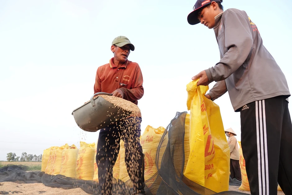 Khách mua gạo lớn nhất của Việt Nam lo thiệt hại nặng vì El Nino mạnh Khách mua gạo lớn nhất của Việt Nam lo thiệt hại nặng vì El Nino mạnh