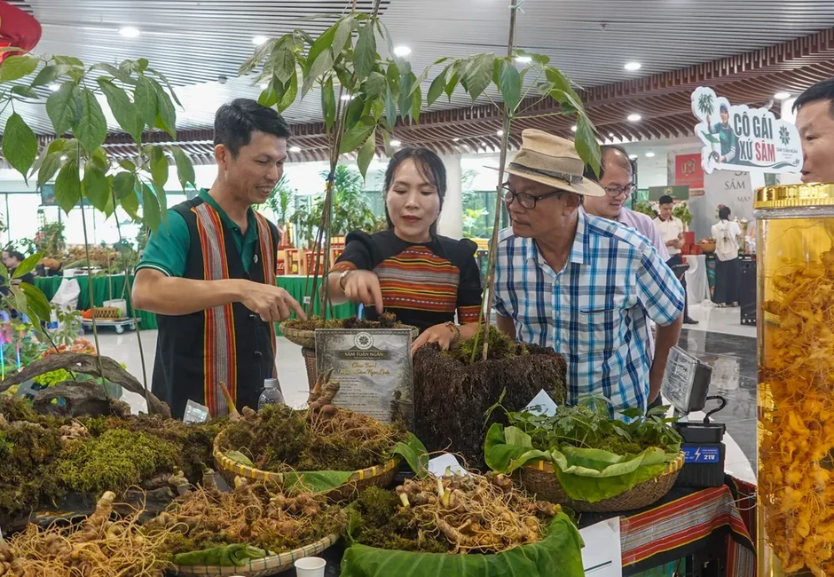 Khai mở hành trình đưa sâm Ngọc linh vươn tầm thế giới Khai mở hành trình đưa sâm Ngọc linh vươn tầm thế giới