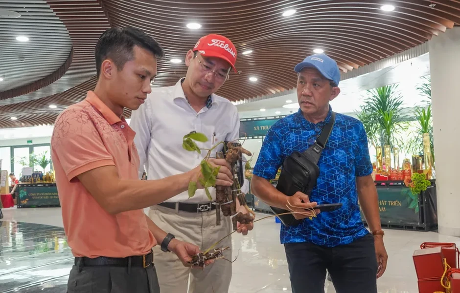 Khai mở hành trình đưa sâm Ngọc linh vươn tầm thế giới Khai mở hành trình đưa sâm Ngọc linh vươn tầm thế giới