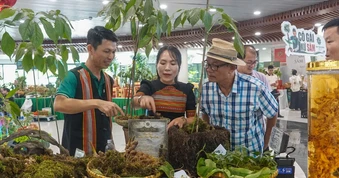 Khai mở hành trình đưa sâm Ngọc linh vươn tầm thế giới