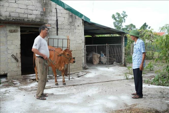 Khẩn trương khống chế ổ dịch lở mồm long móng trên đàn gia súc