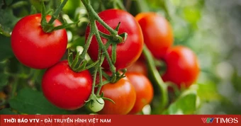 Khi cà chua trở thành thước đo lạm phát tại Mỹ