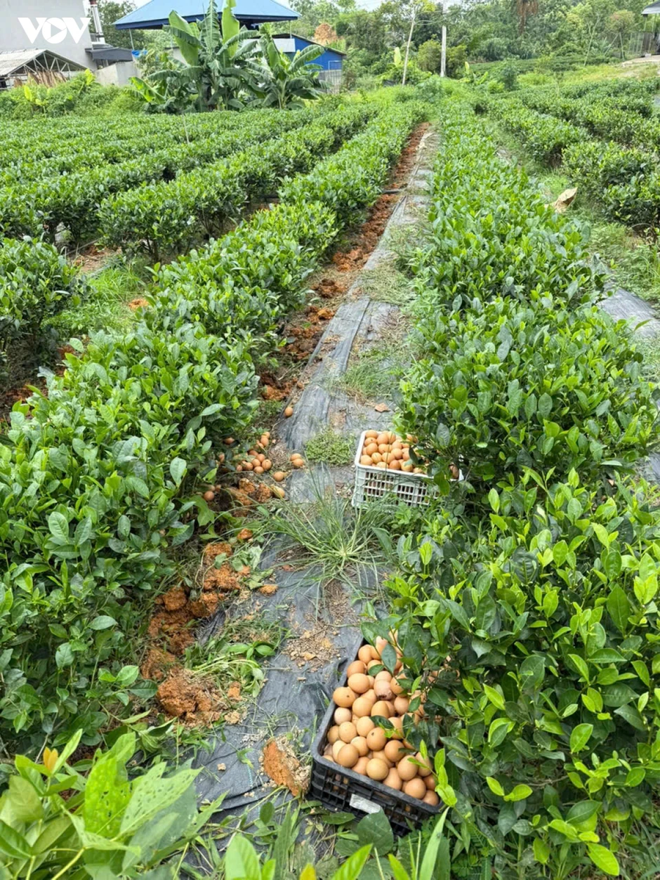 Khi cây chè Thái Nguyên được “bồi bổ” bằng trứng gà Khi cây chè Thái Nguyên được “bồi bổ” bằng trứng gà