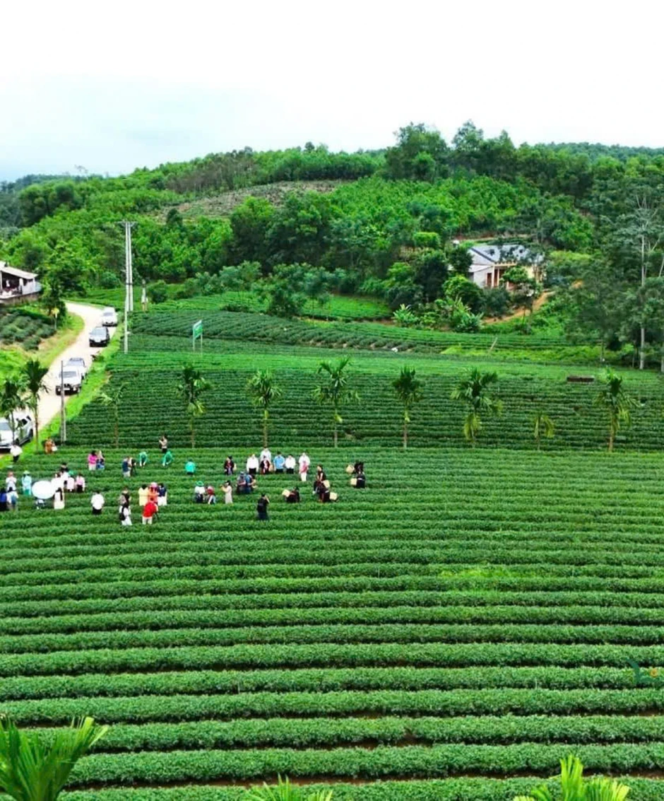 Khi cây chè Thái Nguyên được “bồi bổ” bằng trứng gà Khi cây chè Thái Nguyên được “bồi bổ” bằng trứng gà