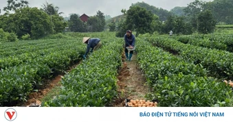 Khi cây chè Thái Nguyên được “bồi bổ” bằng trứng gà