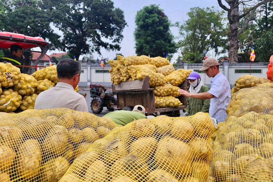 Khoai tây được mùa sau Tết, nông dân Quảng Ninh phấn khởi vì có khoản tiền lớn