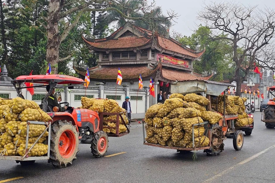 Khoai tây được mùa sau Tết, nông dân Quảng Ninh phấn khởi vì có khoản tiền lớn