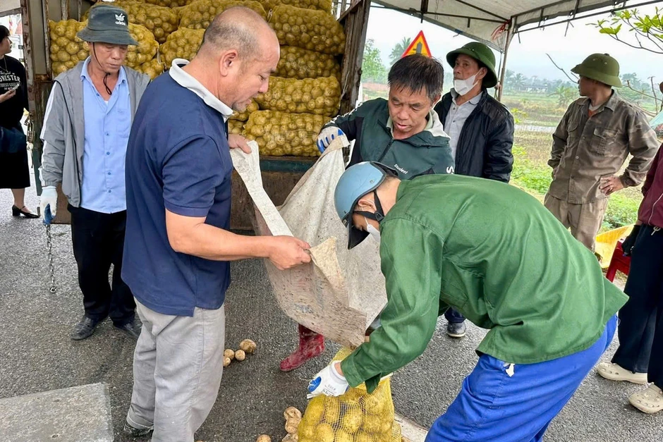 Khoai tây được mùa sau Tết, nông dân Quảng Ninh phấn khởi vì có khoản tiền lớn