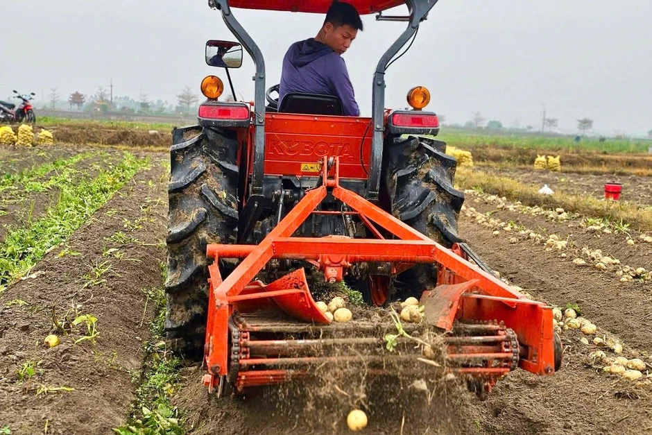 Khoai tây được mùa sau Tết, nông dân Quảng Ninh phấn khởi vì có khoản tiền lớn