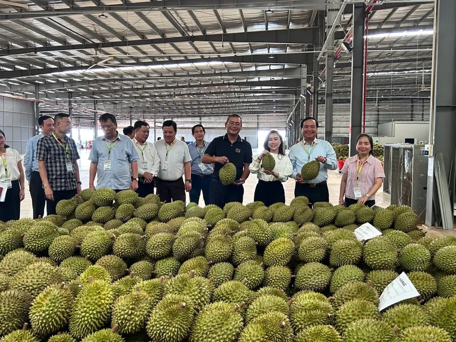 Khơi thông vốn, rút ngắn thông quan để sầu riêng giữ thị trường Khơi thông vốn, rút ngắn thông quan để sầu riêng giữ thị trường