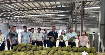 Khơi thông vốn, rút ngắn thông quan để sầu riêng giữ thị trường
