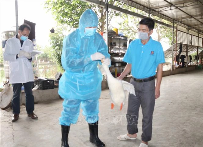 Khống chế, ngăn chặn nguy cơ dịch cúm gia cầm lây lan trên diện rộng Khống chế, ngăn chặn nguy cơ dịch cúm gia cầm lây lan trên diện rộng
