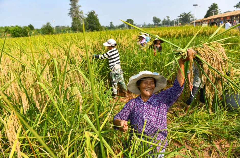 Không còn là giấc mơ: Lúa cao 2m, năng suất vượt trội sau 50 năm nghiên cứu Không còn là giấc mơ: Lúa cao 2m, năng suất vượt trội sau 50 năm nghiên cứu