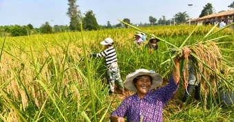 Không còn là giấc mơ: Lúa cao 2m, năng suất vượt trội sau 50 năm nghiên cứu