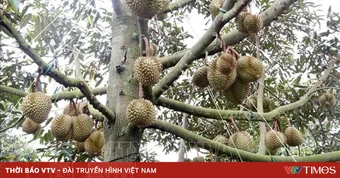 Không để xuất khẩu "chờ" mã số